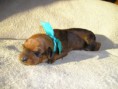/album/fotogalerie-vrh-a-litter-a-10-dni/p8180015-jpg/