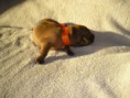 /album/fotogalerie-vrh-a-litter-a-10-dni/p8180016-jpg/
