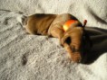 /album/fotogalerie-vrh-a-litter-a-10-dni/p8180017-jpg/