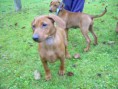 /album/fotogalerie-vrh-a-litter-a-stari-14-tydnu/dscn1698-jpg/
