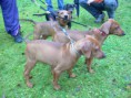 /album/fotogalerie-vrh-a-litter-a-stari-14-tydnu/dscn1699-jpg/