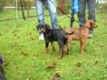 /album/fotogalerie-vrh-a-litter-a-stari-14-tydnu/dscn1702-jpg/