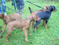 /album/fotogalerie-vrh-a-litter-a-stari-14-tydnu/dscn1703-jpg/